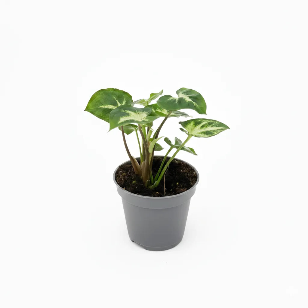 Syngonium variegato mini - pianta da interno con foglie verdi e bianche in vaso grigio su sfondo chiaro