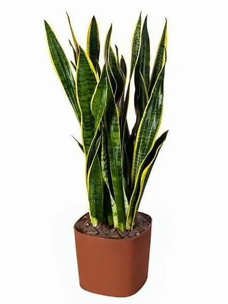 Sansevieria Laurentii come elemento di design per interni, in soggiorno
