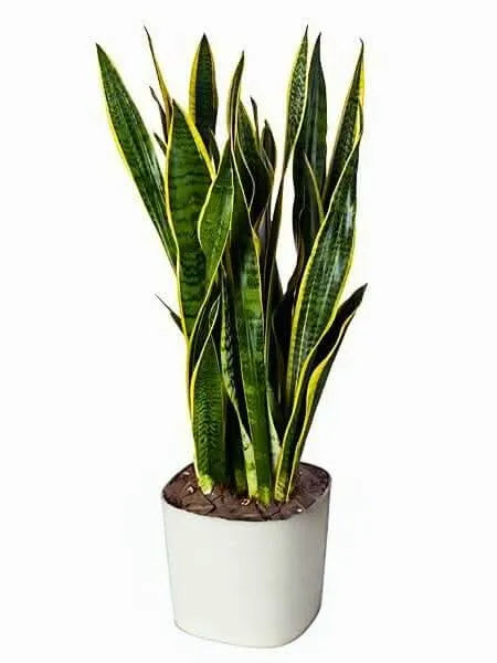 Sansevieria Laurentii 80 cm in ambiente domestico moderno, vicino a finestra