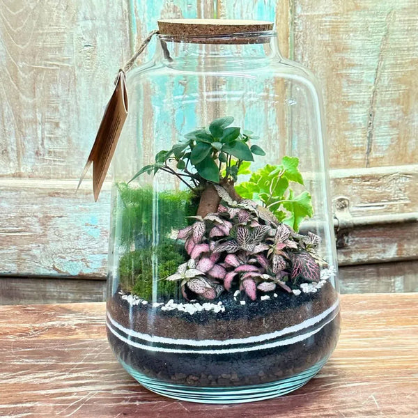 Terrarium Aurora