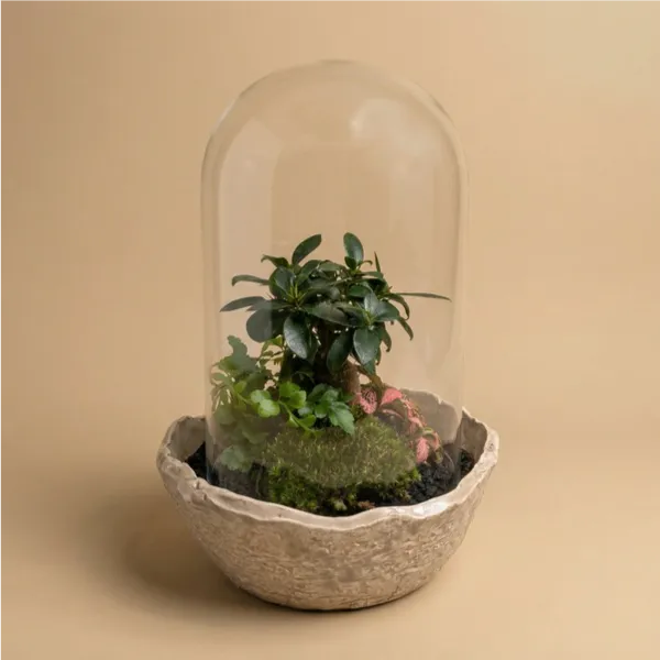 Terrarium con bonsai Ficus, muschio, Fittonia rosa e felce sotto campana di vetro trasparente in ciotola ceramica artigianale con bordi irregolari