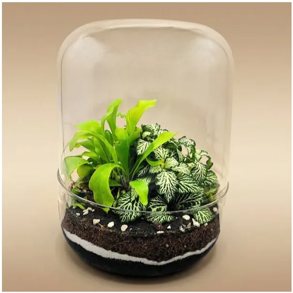 Terrarium con piante verdi