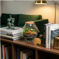Terrarium Elia fittonia arancio in libreria noce con scultura bronzo e divano velluto verde scuro