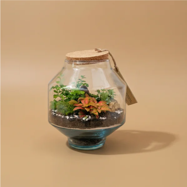 Terrarium Noah con piante verdi da interno 18x18 altezza 22 cm. Composizione naturale moderna ideale per casa e ufficio.