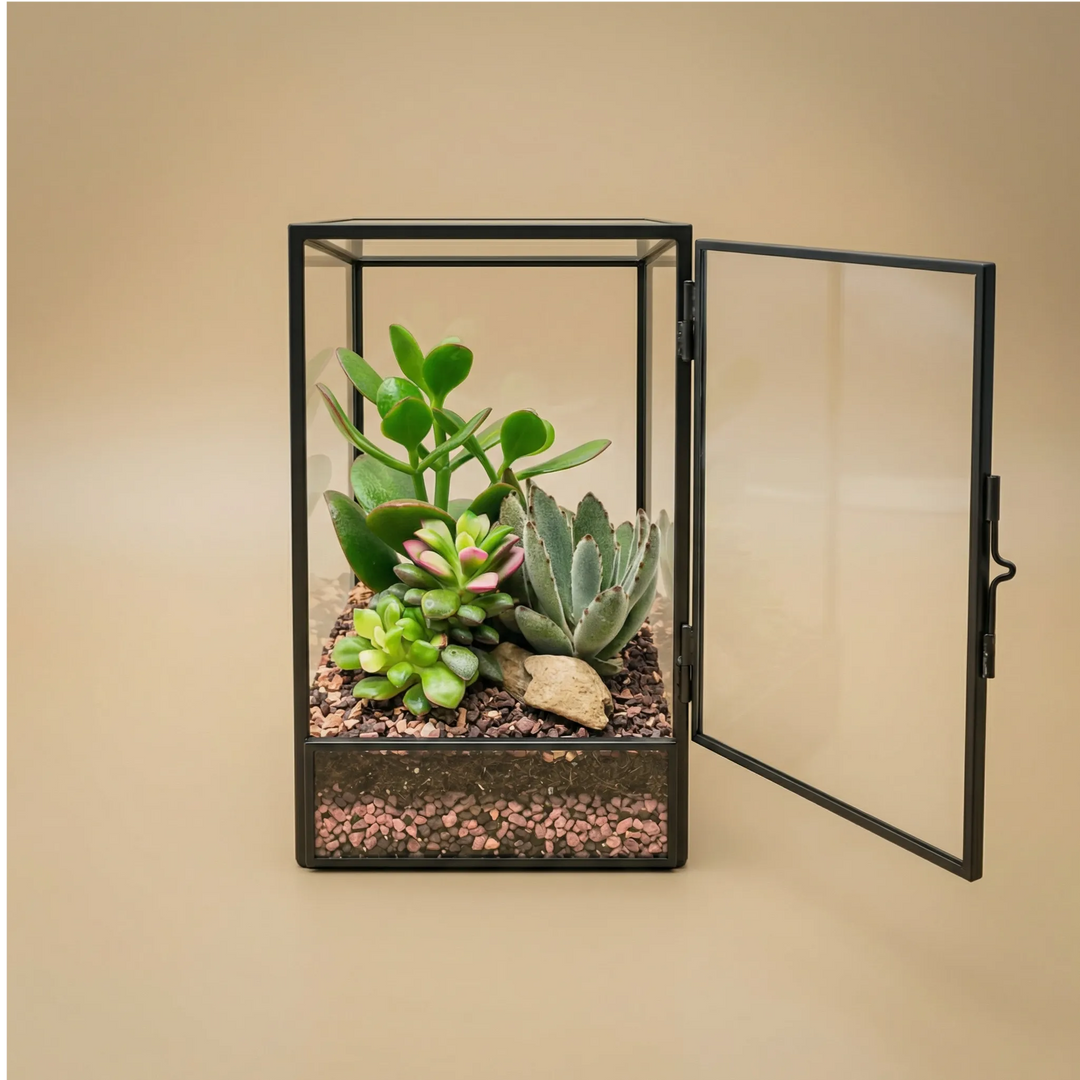 Terrarium geometrico Elisa con piante grasse