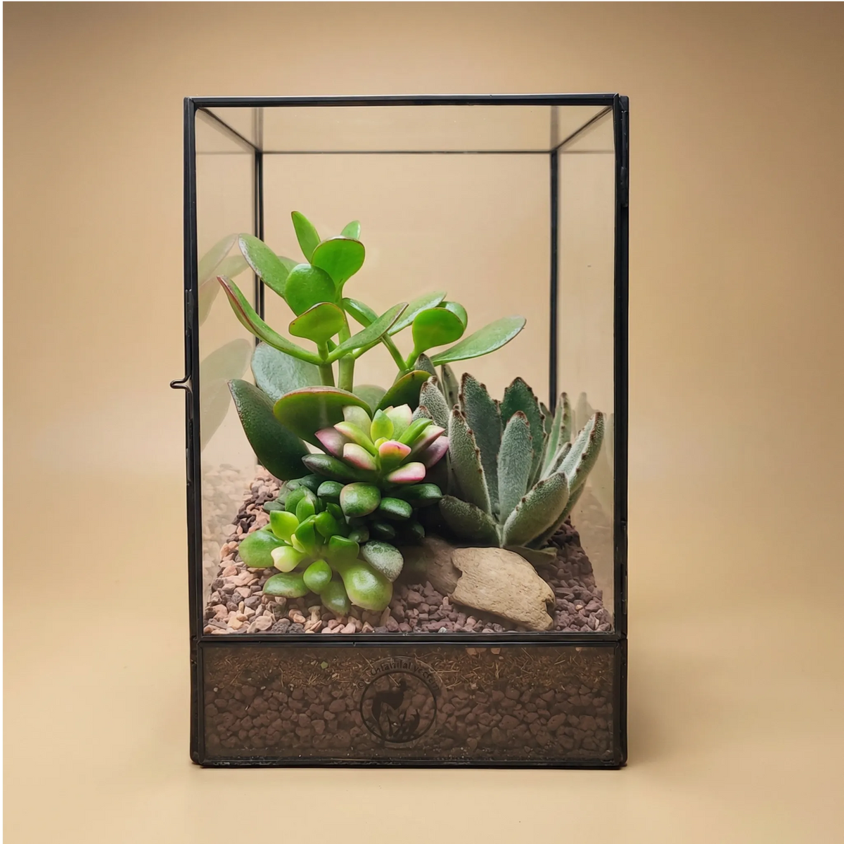 Terrarium géométrique d'Elisa avec plantes succulentes