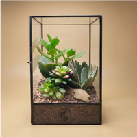 Terrarium géométrique d'Elisa avec plantes succulentes
