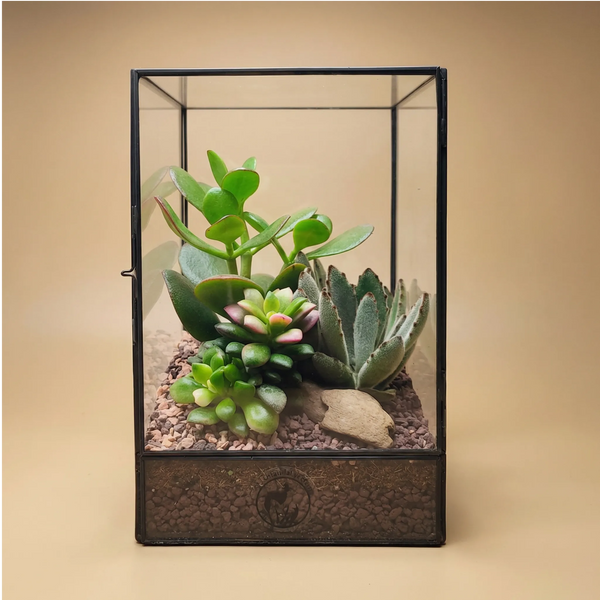Terrarium geometrico Elisa con piante grasse