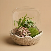 Terrarium avec dôme en verre Medium