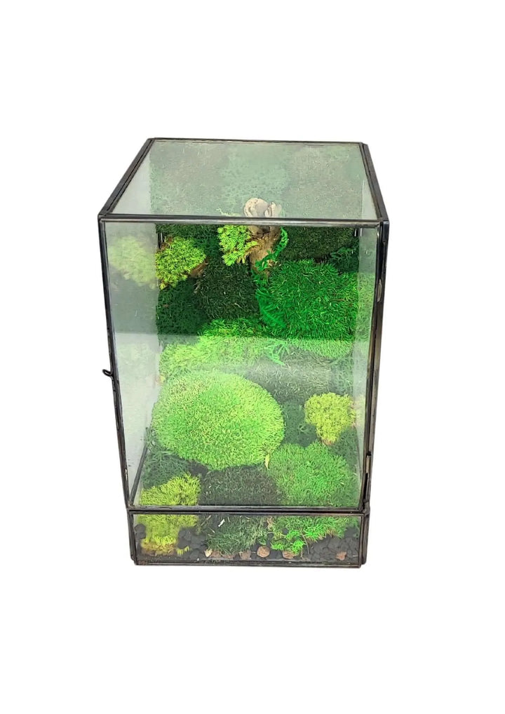Terrarium geometrico Paradiso Naturale 2TR076 - i Giardini di Giulia