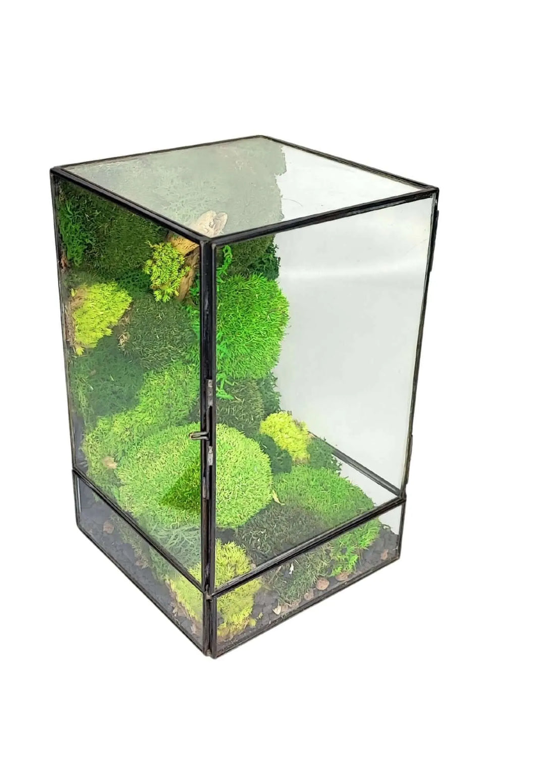 Terrarium geometrico Paradiso Naturale 2TR076 - i Giardini di Giulia