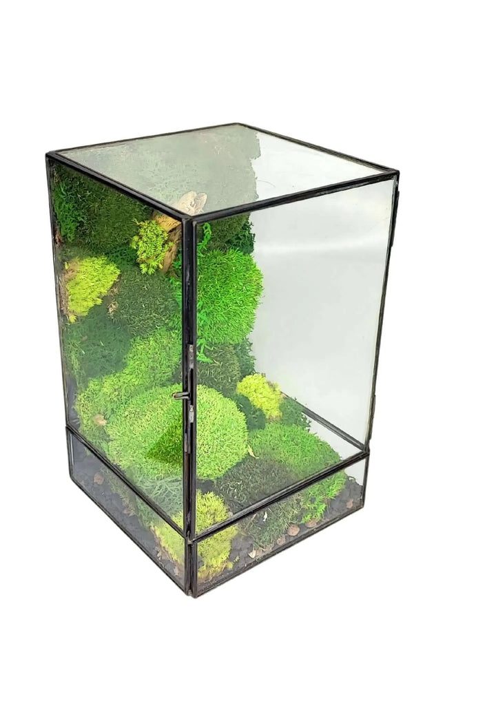 Terrarium geometrico Paradiso Naturale 2TR076 - i Giardini di Giulia