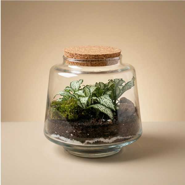 Terrarium Mini Hortus Fittonia Bianca – Ø13×12 cm