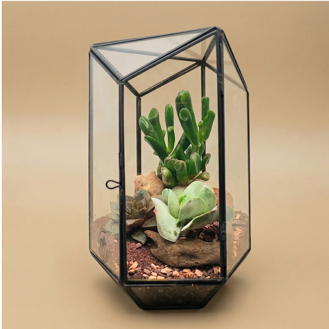 Terrarium geometico Iris con piante grasse
