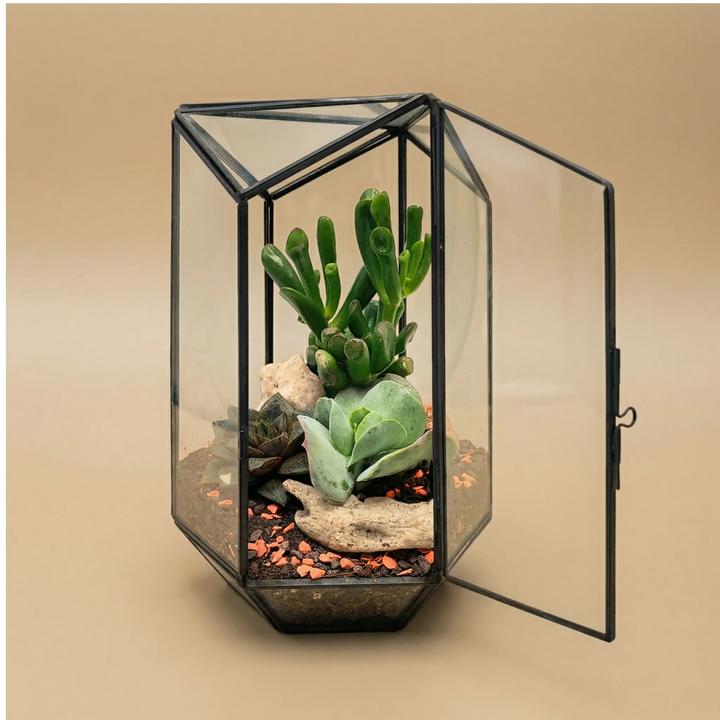 Terrarium geometico Iris con piante grasse