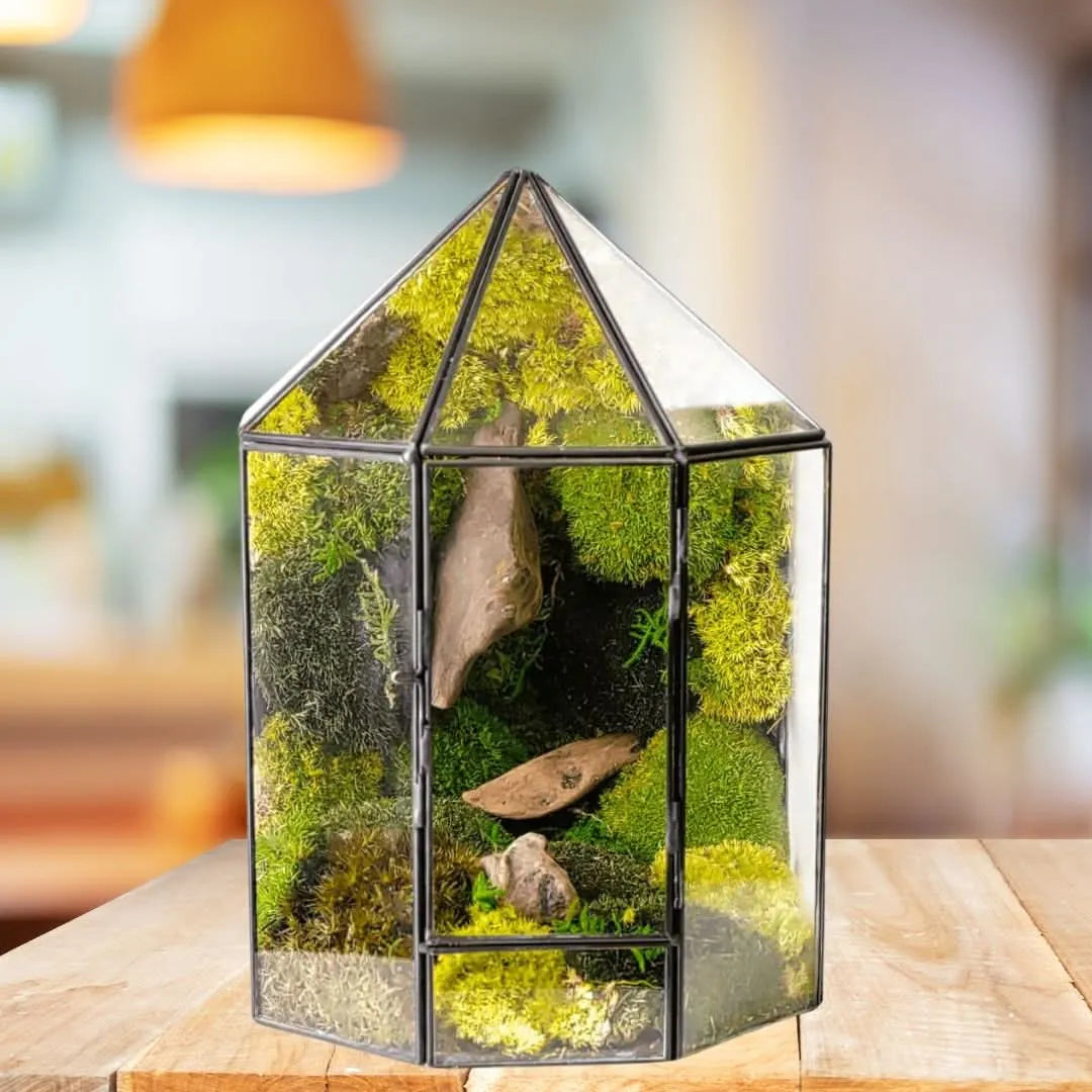 Terrarium Mini Voliera con Muschio Stabilizzato MS60 - i Giardini di Giulia