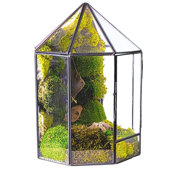 Terrarium Mini Voliera con Muschio Stabilizzato MS60 - i Giardini di Giulia