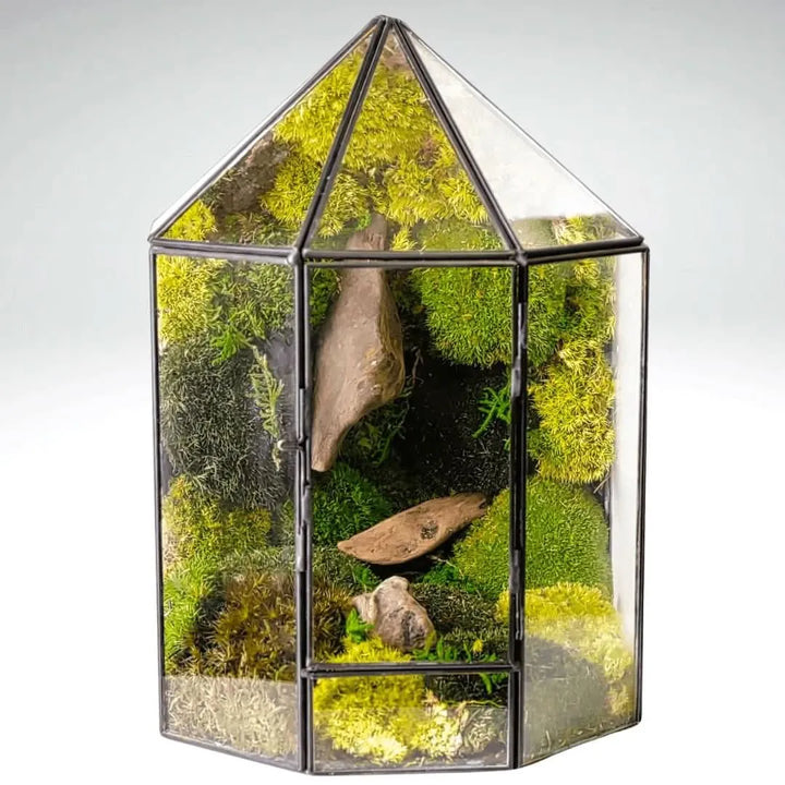 Terrarium Mini Voliera con Muschio Stabilizzato MS60 - i Giardini di Giulia