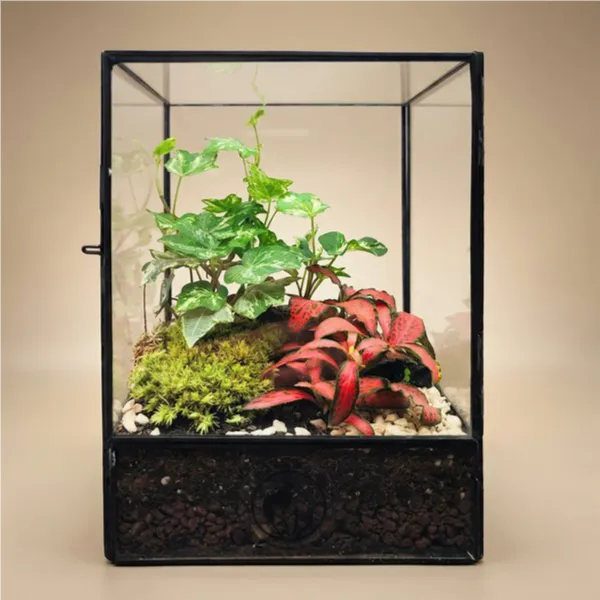 Terrarium Verde Avventura