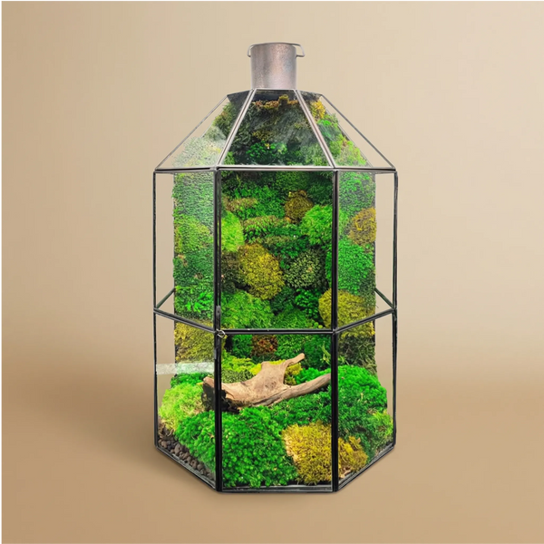 Terrarium Terranova con muschio stabilizzato