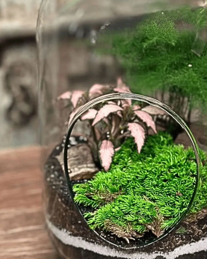 Terrarium Viva Oblò - i Giardini di Giulia