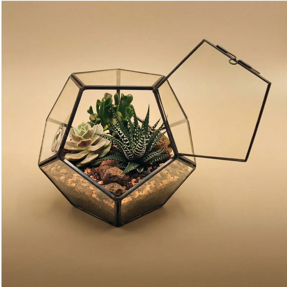 Terrarium Zoe esagonale top aperto mostra Crassula Jade Haworthia zebrata succulenta rosetta. Metallo nero vetro. Cura facile accesso pratico.
