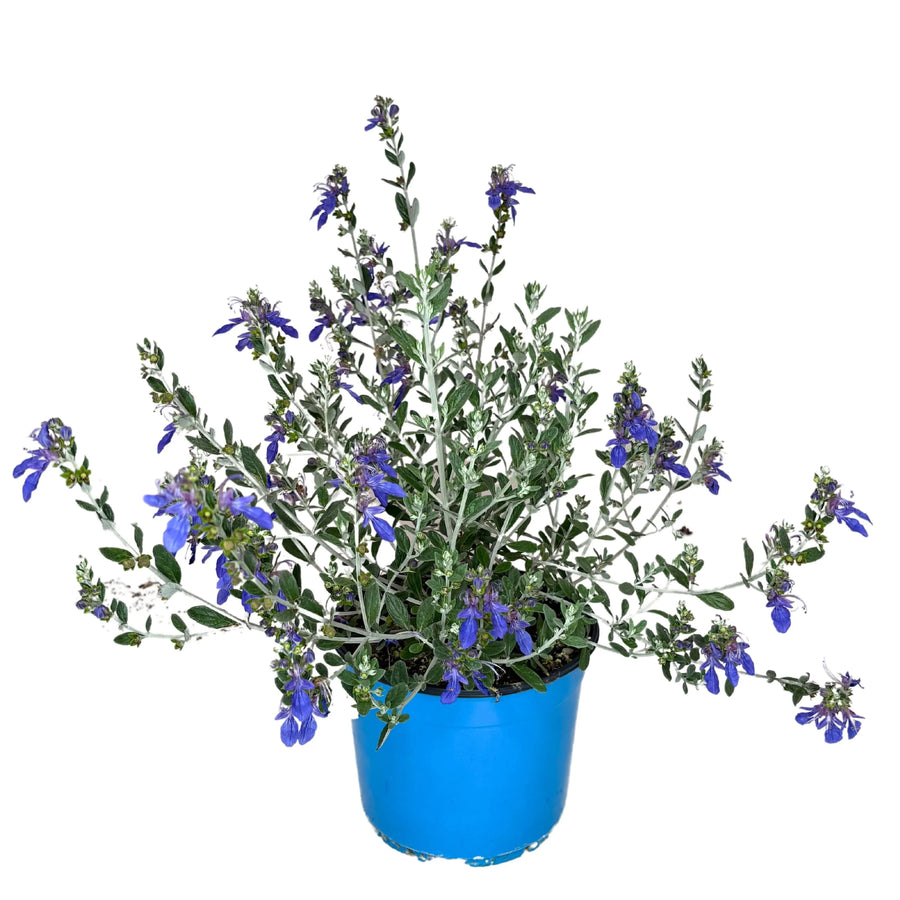 Teucrium Azureum pianta - esemplare in vaso da 18 cm su sfondo bianco, pronto per l'esterno