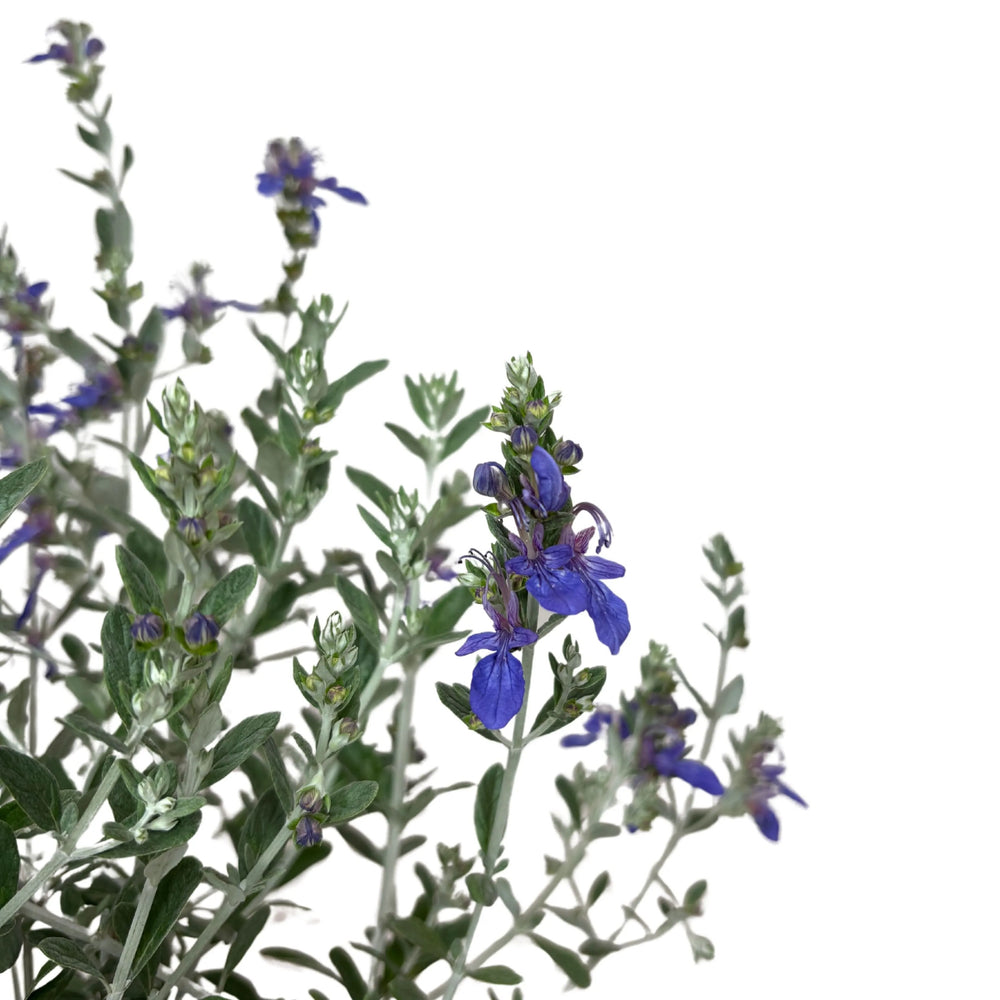 Teucrium Azureum fioritura - dettaglio dei fiori azzurri e foglie grigio-argentate in piena estate