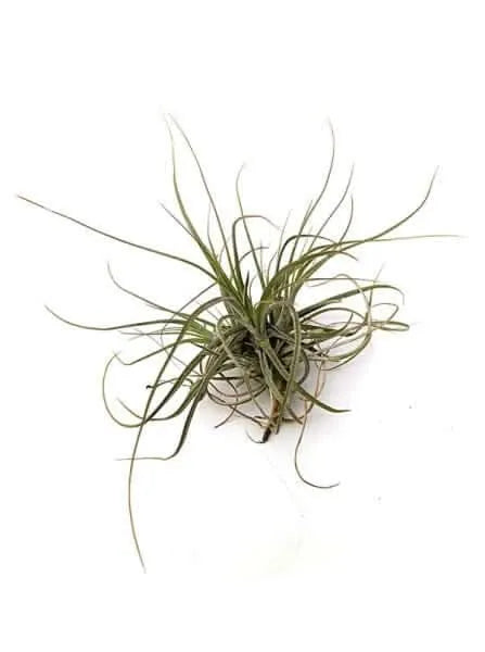 Tillandsia Schiedeana Gruppo - i Giardini di Giulia