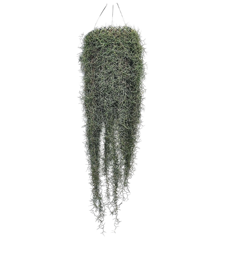 Tillandsia Usneoides (Spanish Moss) 60/70 B L - i Giardini di Giulia