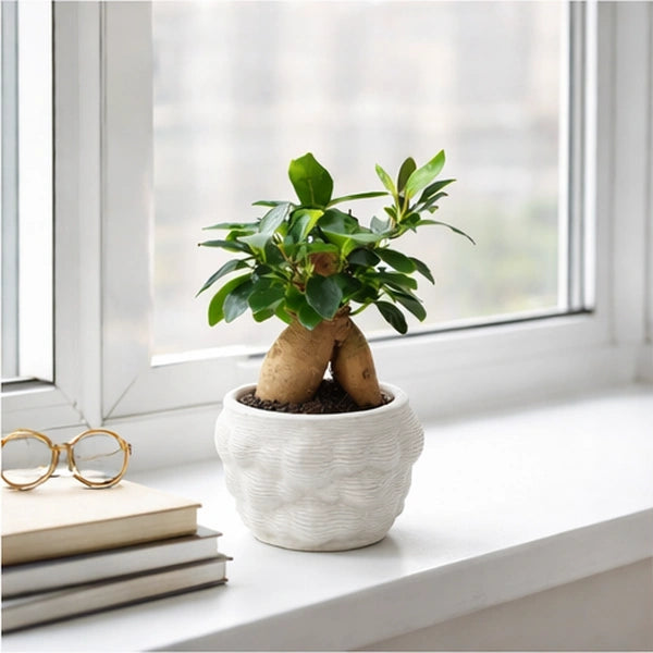 Bonsai Ficus Ginseng - dettaglio tronco e radici aeree