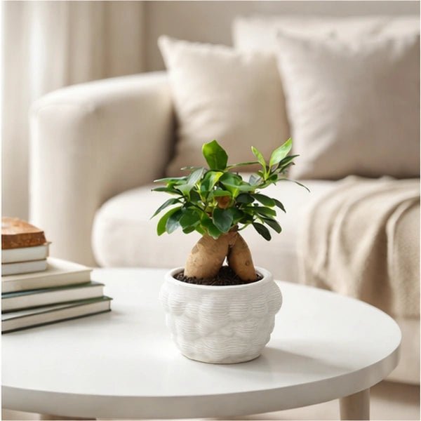 Bonsai Ficus Ginseng - vista dall'alto sul vaso artigianale