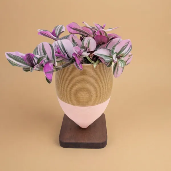 Tradescantia Nanouk - pianta in olla di argilla con basetta in legno, vista frontale