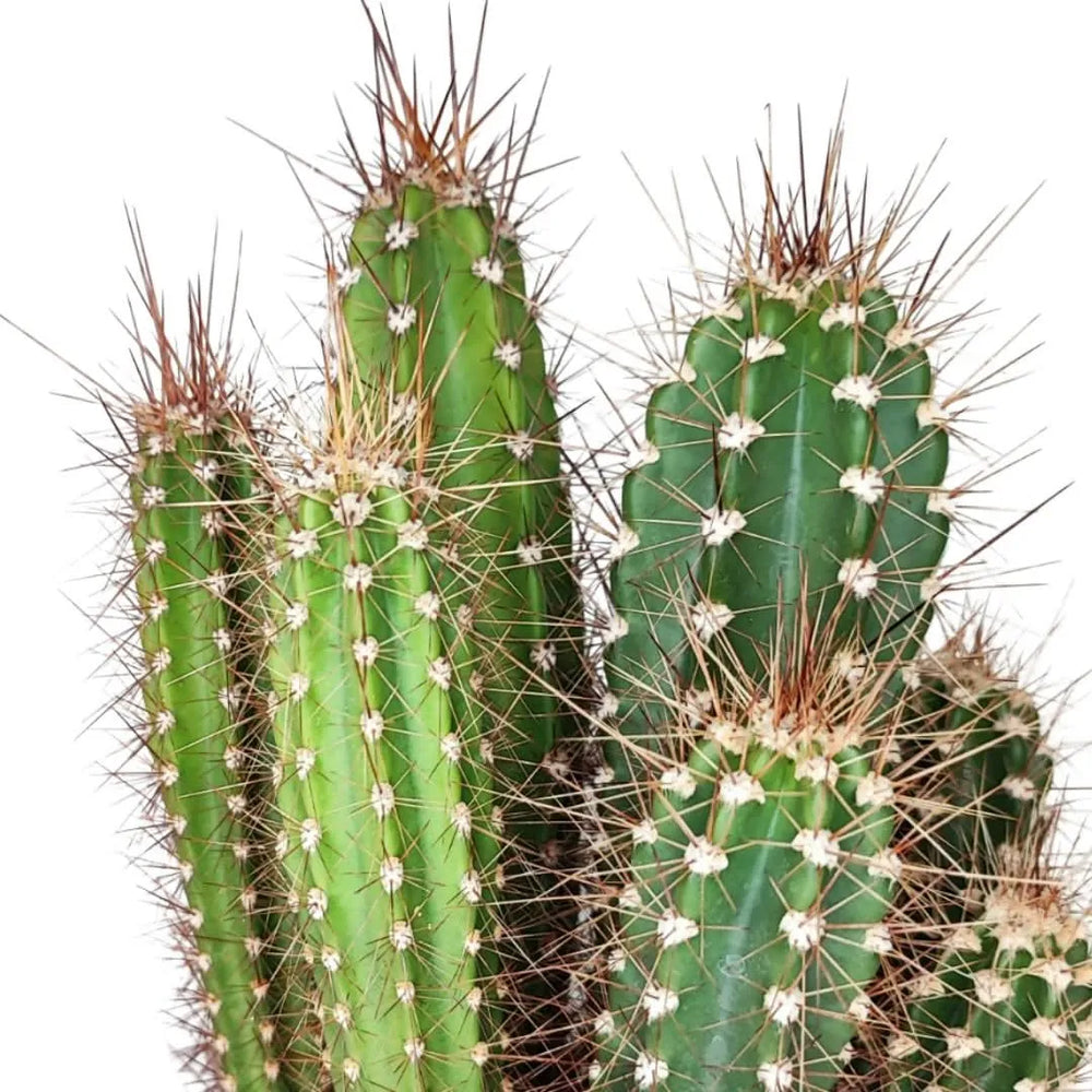 Dettaglio delle spine e delle costolature del cactus Trichocereus, con fusti verdi e punte marroni ben evidenti