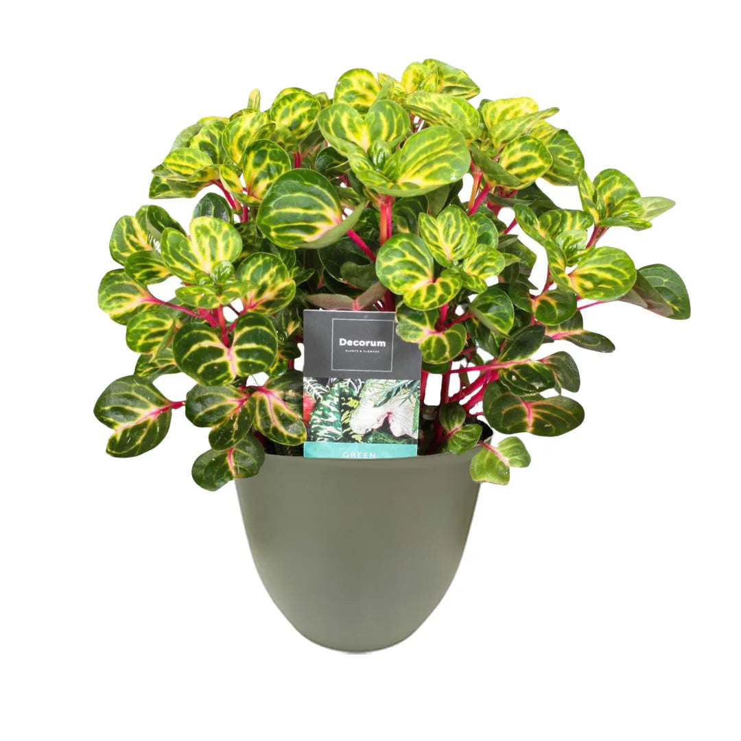Iresine Herbstii Rich Funnygold - vista ravvicinata delle foglie ornamentali