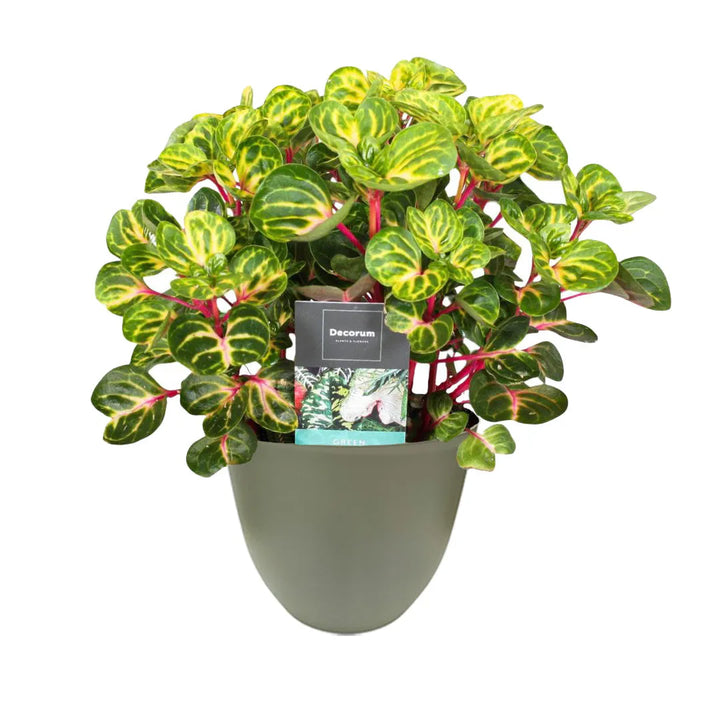 Iresine Herbstii Rich Funnygold - vista ravvicinata delle foglie ornamentali