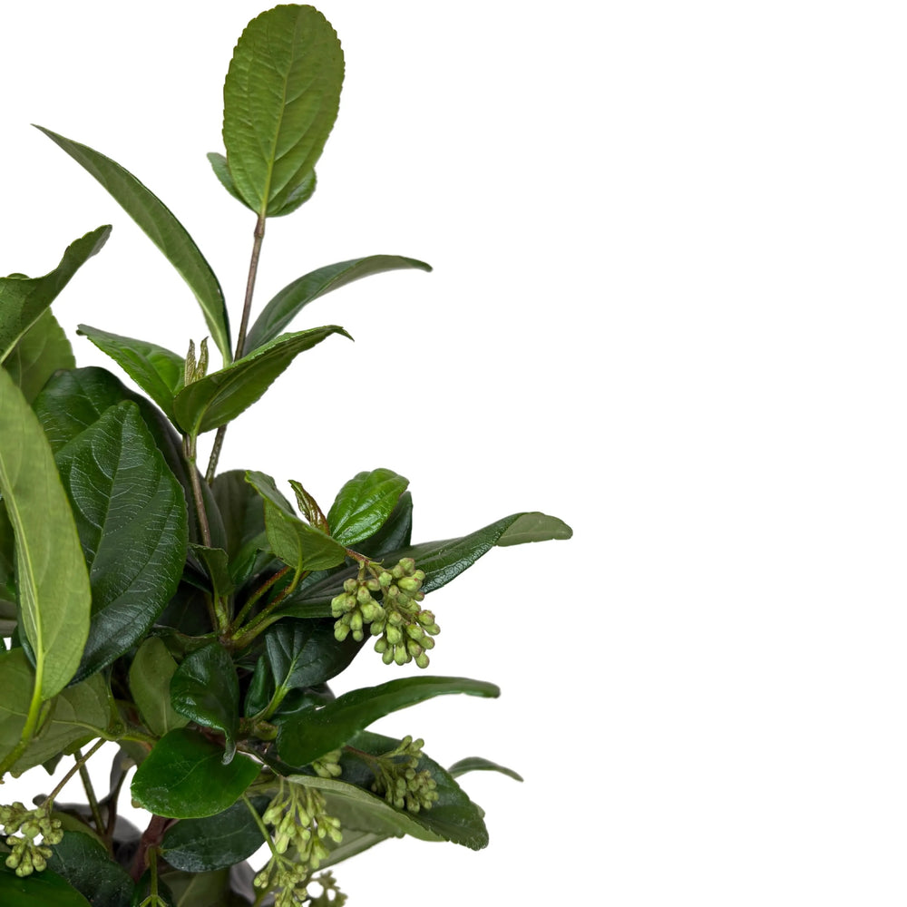 Viburnum fragrans - Dettaglio del fogliame verde e dei boccioli rosa in formazione