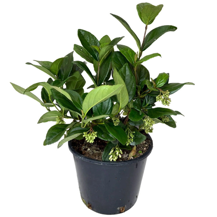 Viburnum fragrans - Pianta in vaso nero con fogliame verde lucido e boccioli rosa