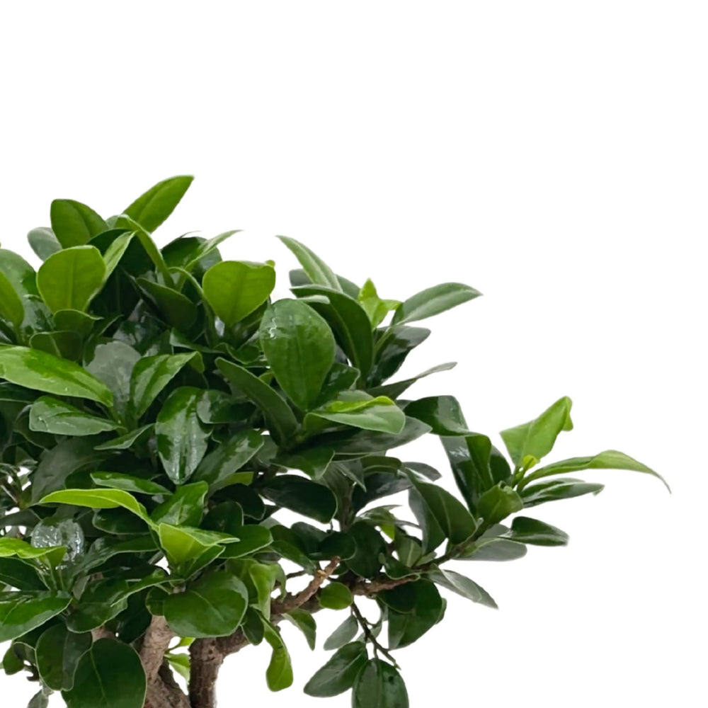 Bonsai Ficus Ginseng cura - dettaglio della chioma verde lucida e foglie