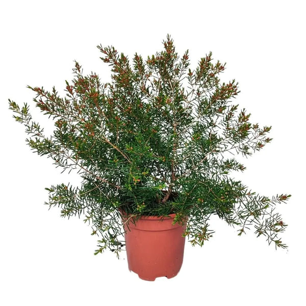 Fleur de cire